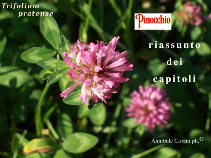 apri la pagina Annibale Covini Gerolamo col riassunto per capitoli del testo
completo originale de: Le avventure di Pinocchio, storia di un
burattino, scritta nel 1883 da Carlo Lorenzini Collodi, edito da
Rizzoli, Milano, nel 1949 e preso dalla Biblioteca della
Letteratura Italiana e Liber Liber, il racconto Pinocchio è di
Pubblico Dominio