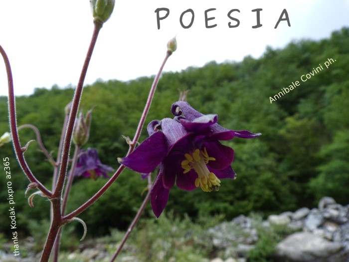 pagina Annibale Covini Gerolamo 
POESIA POETI ITALIANI