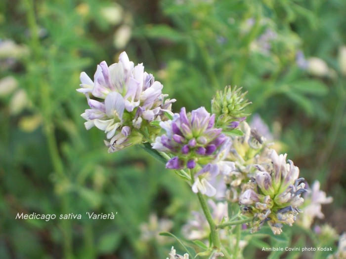 Medicago sativa, Erba medica a Praicchia, Pecorara, Piacenza, Italia; foto di Annibale Covini