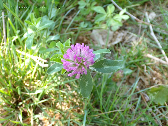 fiore, a
Breme Lomellina, Pavia, Italia,
 foto di Annibale Covini ©