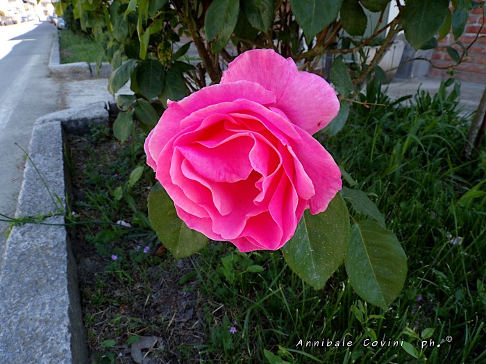 una rosa a
Breme Lomellina, Pavia, Italia,
 foto di Annibale Covini ©
