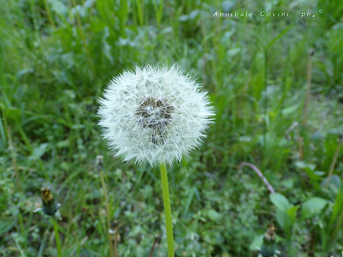 fiore, a
Breme Lomellina, Pavia, Italia,
 foto di Annibale Covini ©