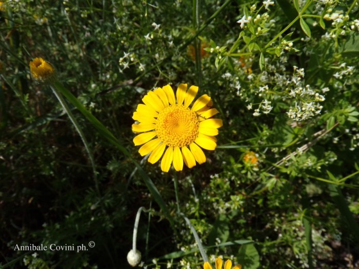 fiore in Valtrebbia, 
Italia; 
foto di Annibale Covini