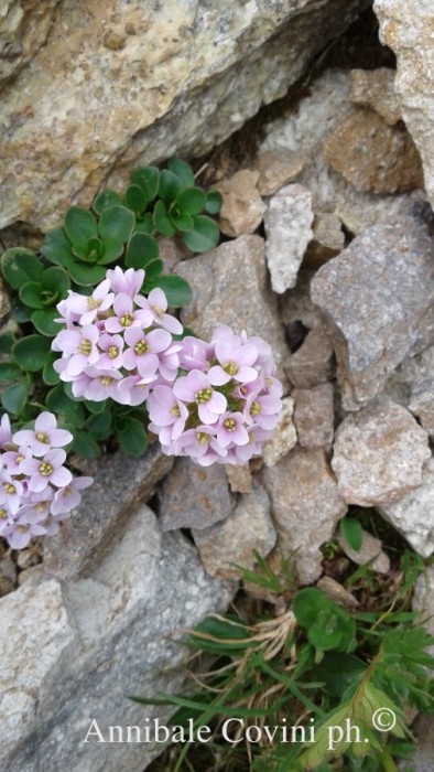 fiori in Valbrembana: 
 foto di Annibale Covini