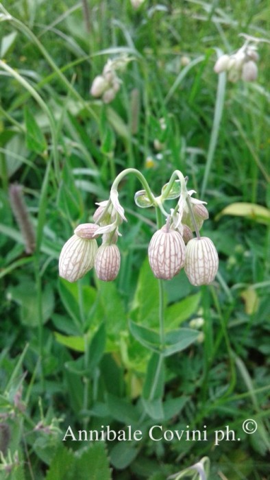 fiori in Valbrembana:  
foto di Annibale Covini