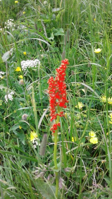 fiori in Valbrembana:  
 foto di Annibale Covini