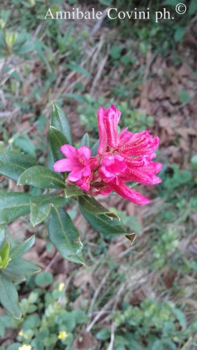 fiori in Valbrembana:  
foto di Annibale Covini