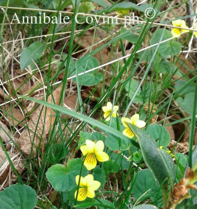 fiori in Valbrembana, 
 Annibale Covini photo ©