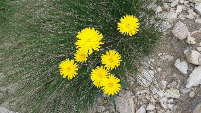 Asteracee in Valbrembana Italia; 
foto di Annibale Covini