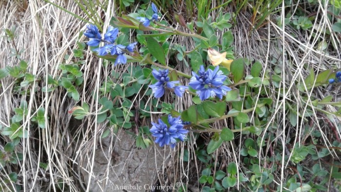 Fiori in Valbrembana Italia; 
foto di Annibale Covini