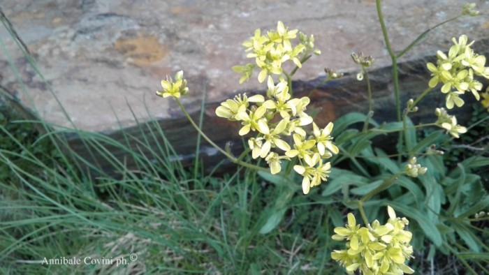 fiori in Valbrembana, 
 Annibale Covini photo ©