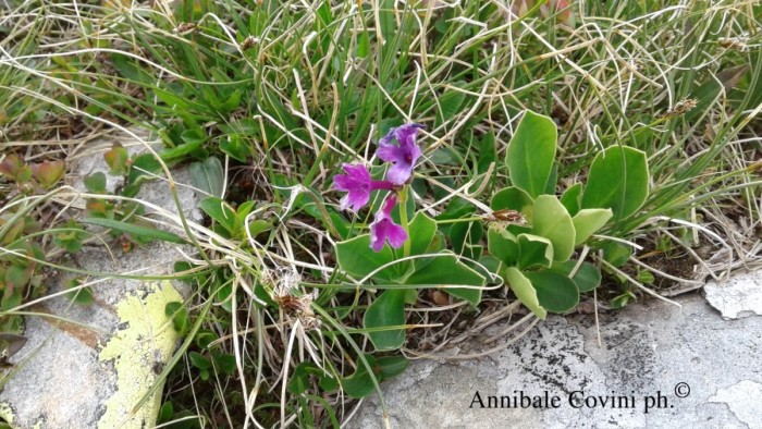 fiori in Valbrembana, 
 Annibale Covini photo ©