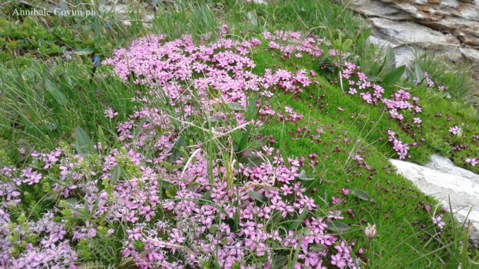 Fiori in Valbrembana Italia; 
foto di Annibale Covini