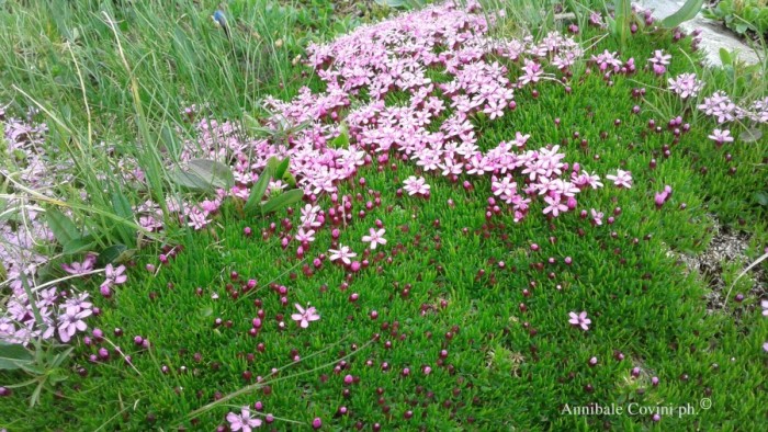 Fiori in Valbrembana Italia; 
foto di Annibale Covini