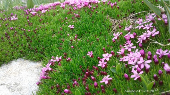 Fiori in Valbrembana Italia; 
foto di Annibale Covini