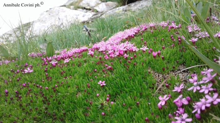 Fiori in Valbrembana Italia; 
foto di Annibale Covini