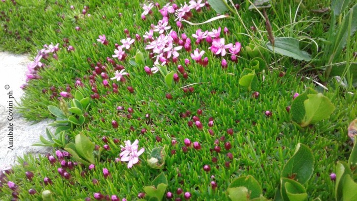 Fiori in Valbrembana Italia; 
foto di Annibale Covini