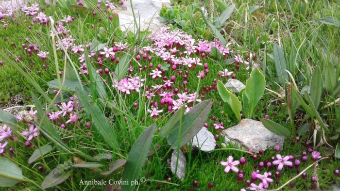 Fiori in Valbrembana Italia; 
foto di Annibale Covini