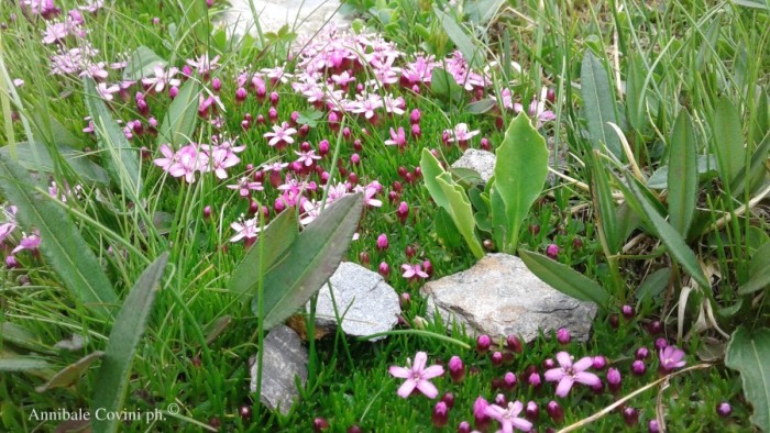 Fiori in Valbrembana Italia; 
foto di Annibale Covini