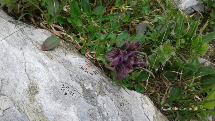 Fiori in Valbrembana Italia; 
foto di Annibale Covini