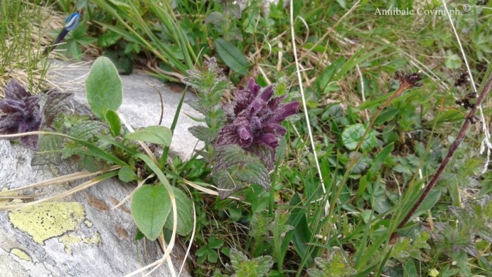 Fiori in Valbrembana Italia; 
foto di Annibale Covini