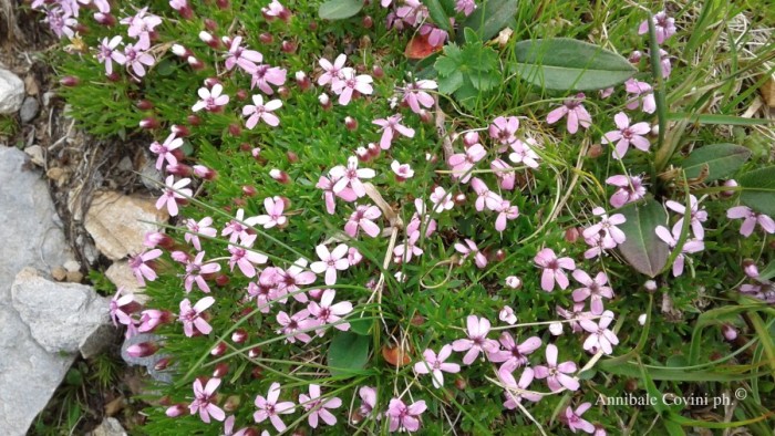 Fiori in Valbrembana Italia; 
foto di Annibale Covini