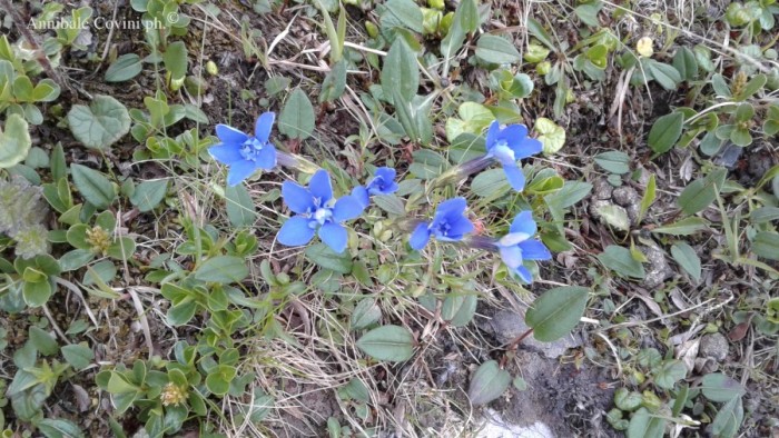 Fiori in Valbrembana Italia; 
foto di Annibale Covini