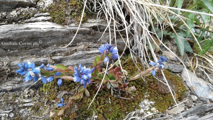 Fiori in Valbrembana Italia; 
foto di Annibale Covini