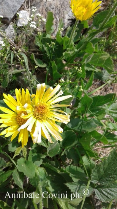 Fiori in Valbrembana Italia; 
foto di Annibale Covini