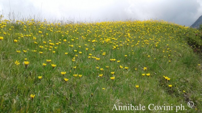 Fiori in Valbrembana Italia; 
foto di Annibale Covini