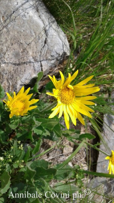 Fiori in Valbrembana Italia; 
foto di Annibale Covini