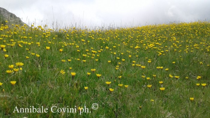 Fiori in Valbrembana Italia; 
foto di Annibale Covini