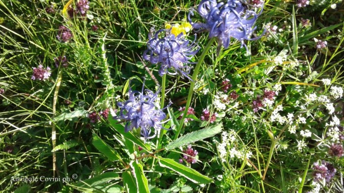 Fiori in Valbrembana Italia; 
foto di Annibale Covini