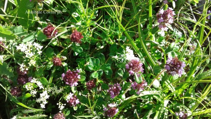 Fiori in Valbrembana Italia; 
foto di Annibale Covini