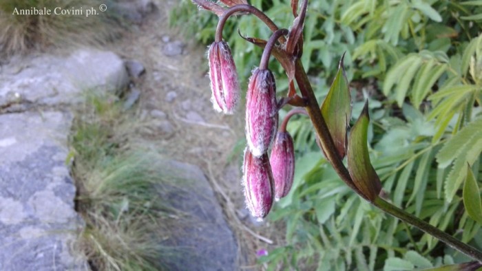 Fiori in Valbrembana Italia; 
foto di Annibale Covini