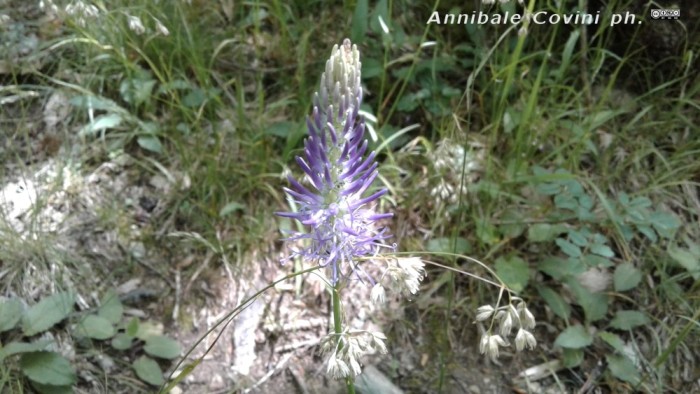 fiore di Liguria, Italia;
 foto di Annibale Covini