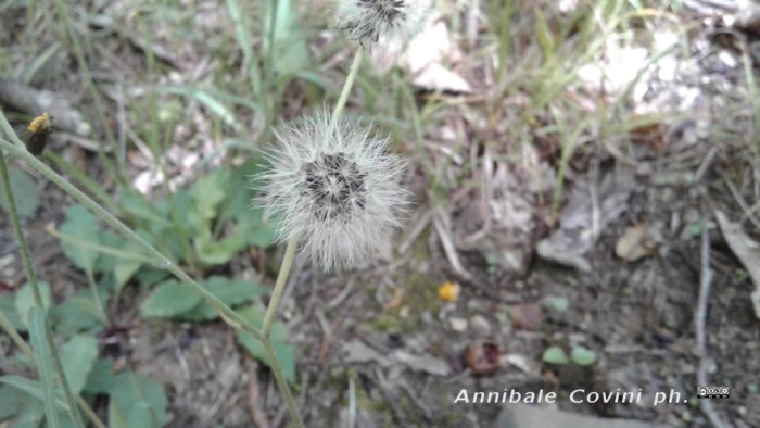 fiore di Liguria, Italia;
 foto di Annibale Covini