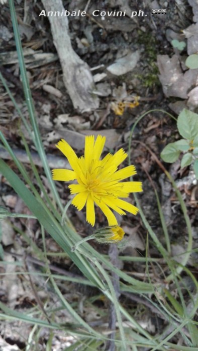 fiore di Liguria, Italia;
 foto di Annibale Covini