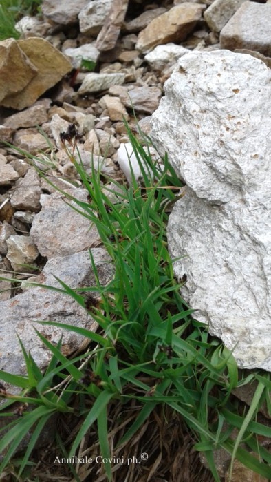 Alta Valbrembana Italia:  
foto di Annibale Covini