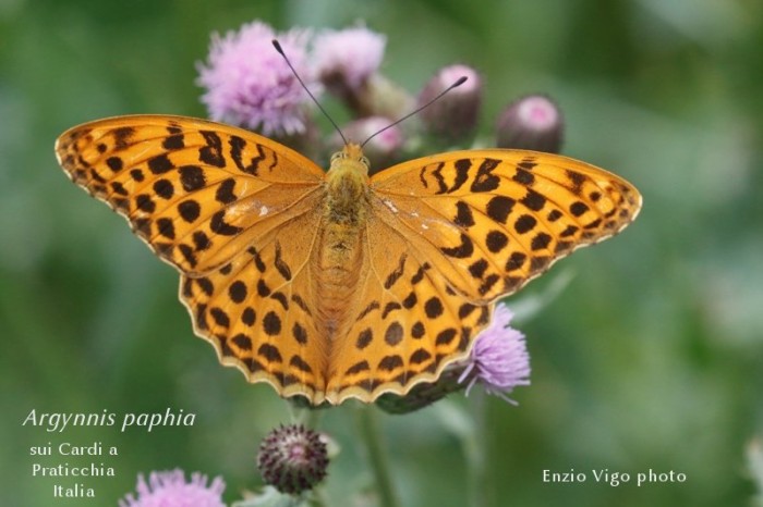 Argynis paphia chiamata volgarmente  
Tabacco di Spagna  ; 
foto di Enzio Vigo a 
Praticchia Pecorara Piacenza Italia