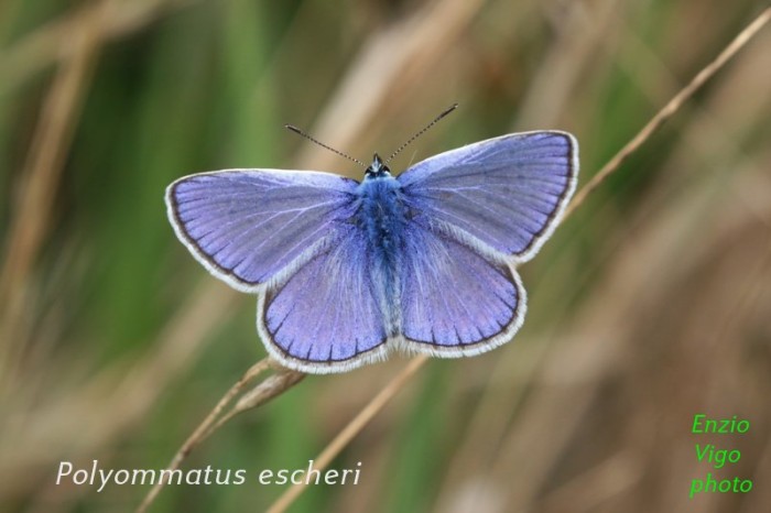 Polyommathus escheri 
chiamata volgarmente  Milleocchi di Escher; 
foto di Enzio Vigo 
a Praticchia Pecorara Piacenza Italia