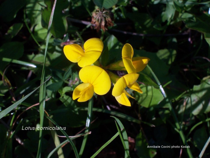 Lotus corniculatus, 
foto di Annibale Covini