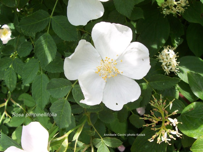 Rosa pimpinellifolia, 
foto di Annibale Covini