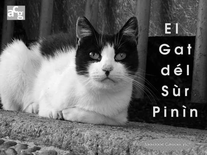 vai alla pagina dedicata alla 
poesia di Delio Tessa
Él gàt dél Sùr Pinìn