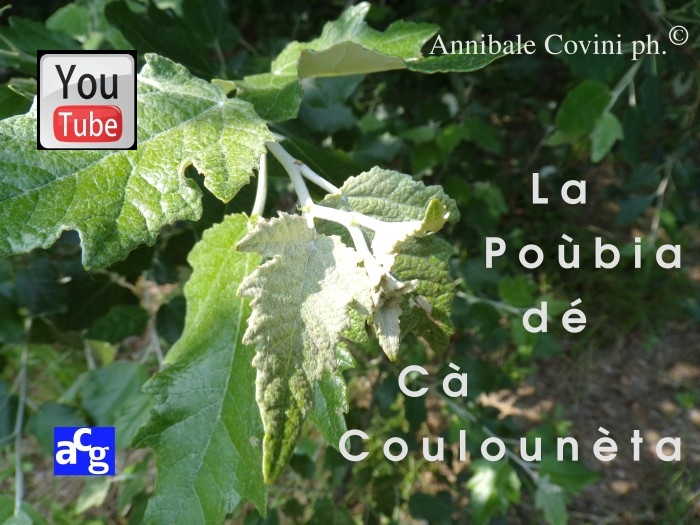 La Poùbia dé cà Coulounèta 
di Delio Tessa,
poesie di Delio Tessa in pubblico Dominio; 
filmato di 33 minuti,
recitato in dialetto milanese da:
Annibale Covini Gerolamo voice 
protected with Creative Commons
 4.0 International BY NC ND attributes. 
 Musiche sottofondo da Youtube gallery 
(no attributions required... thanks!)
