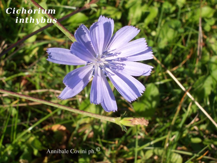 Chicorium inthibus; 
  Annibale Covini photo