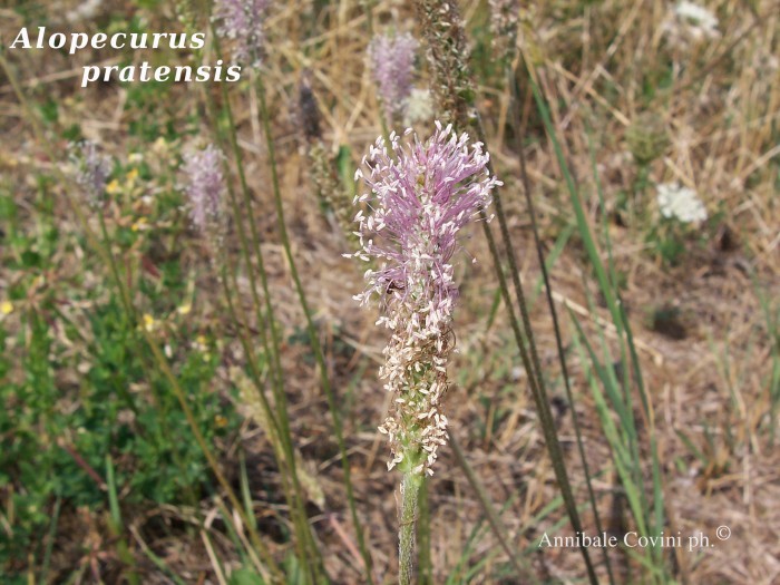 fiore, foto  di Annibale Covini ©