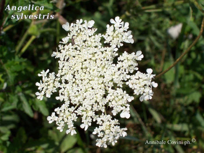 Angelica sylvestris; 
 Annibale Covini photo