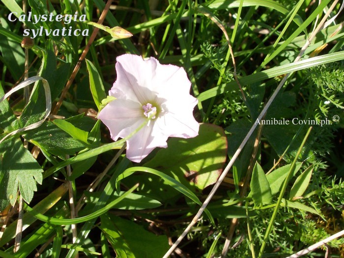 Calystegia; foto di Annibale Covini ©